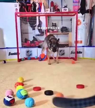 Oldie but goodie 🐶 🏒 