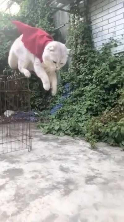 Superrr Cat!