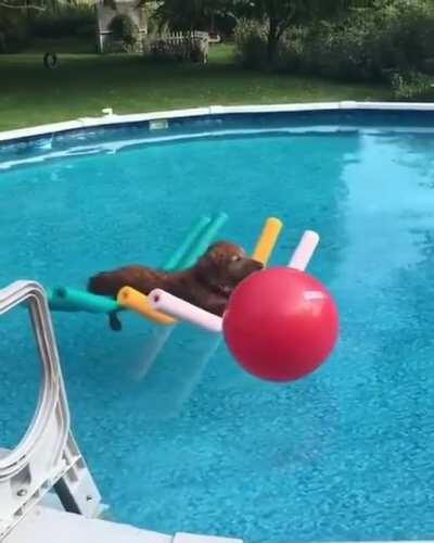 Super chill dogo floats peacefully on pool noodles