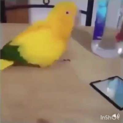 Parrot dancing (turn audio on)