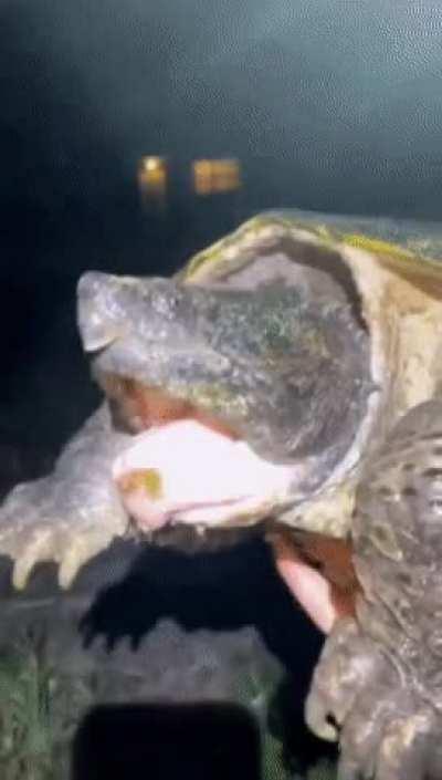 Snapping Turtle Porn - ðŸ”¥ Two mouthed snapping turtle : natureismetal || [dd] red...