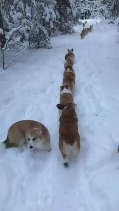 Good Bois Follow the leader in a straight line