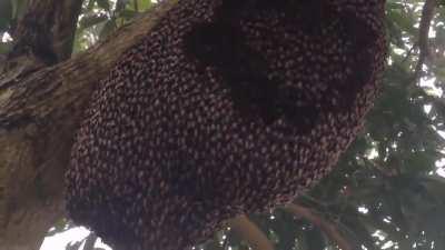 Bees' synchronized movement in the hive