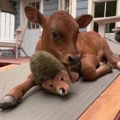 Lewis and his hedgehog toy