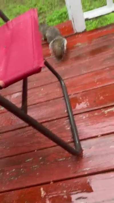 Enjoying the rain with my squirrel friend