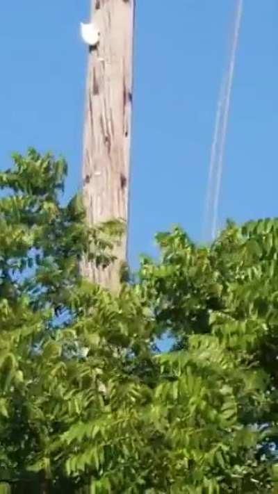 Turtle Climbs Up Telephone Pole