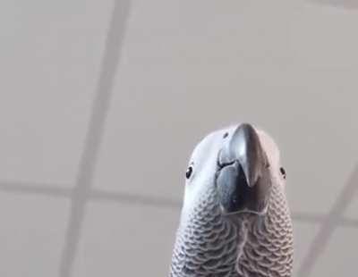 A bird making notification sounds