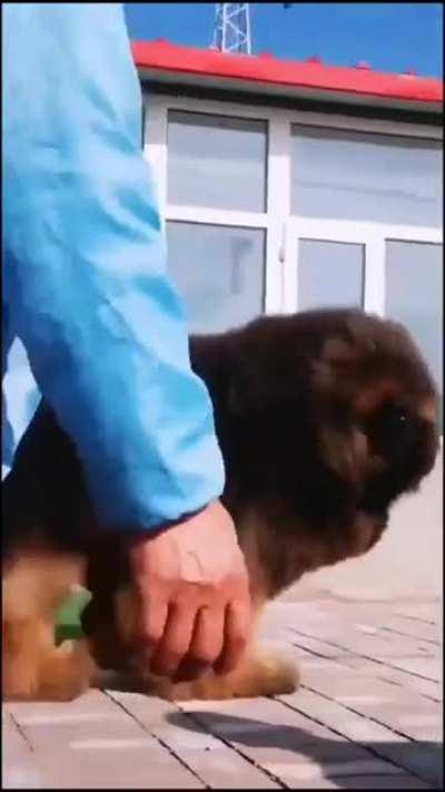 Size of a fully grown Tibetian Mastiff