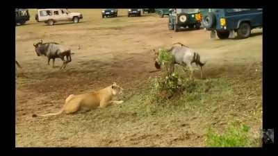 Lioness during meat sales