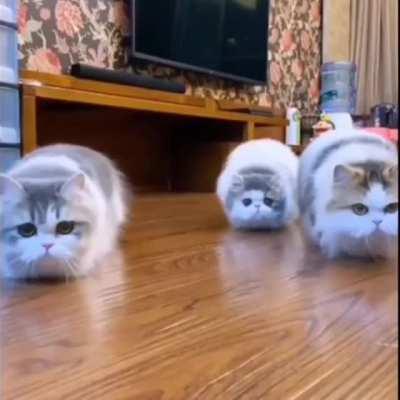 Cats react to a mop sweeping across the floor