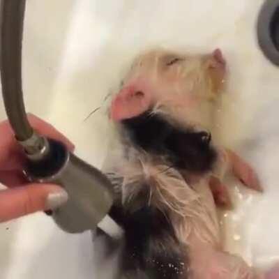 I had no idea I needed to see a video of a baby pig getting a bath, but here we are.