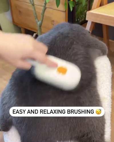 Efficient cat grooming with a steam brush! 