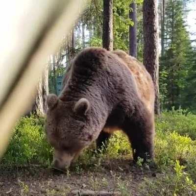 Campers woke up a giant grizzly bear near their tent