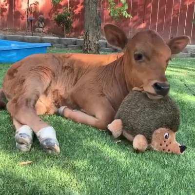 Cows are really just grass puppies 🥰❤️