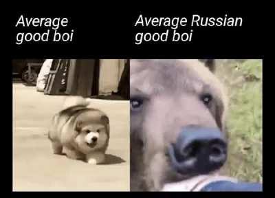 Bears are just max level dogs