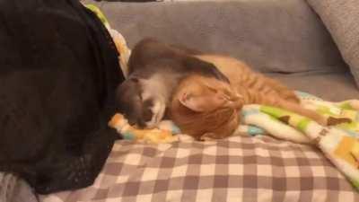 A baby otter holding a kitten while they take a nap