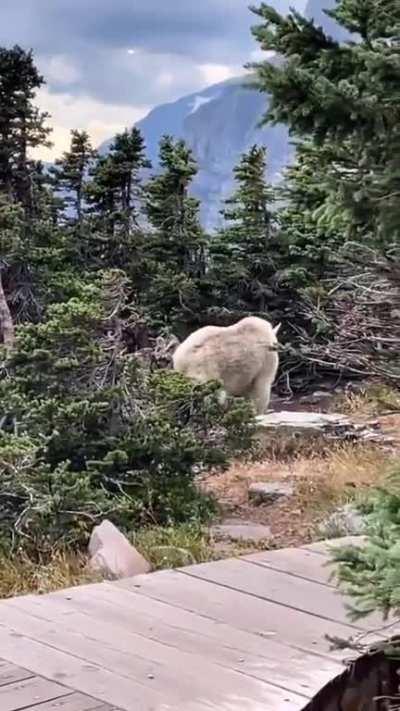 Huge muscular mountain goat seen in forest