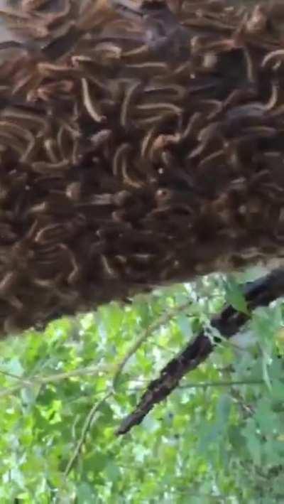 It turns out caterpillars writhe their bodies and shake their heads when they hear loud sounds because they are warding off potential attacks from parasite flies