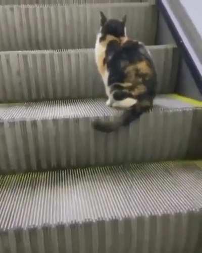 Escalator etiquette