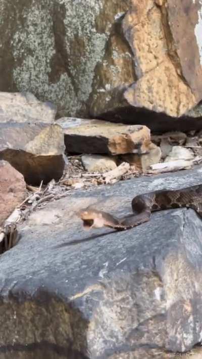 A Snake Having Second Thoughts After Eating A Caterpillar