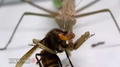 Praying Mantis Eating An Asian Giant Hornet's Face