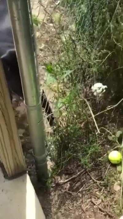 Smart pupper finds tennis balls around his yard and pushes them through the fence to tempt passing people into throwing them for him