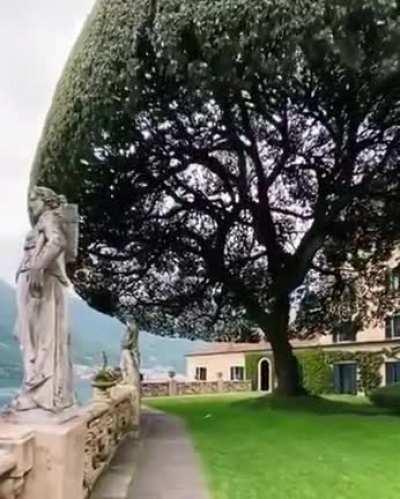 Impressive Holm Oak known as the Umbrella Tree