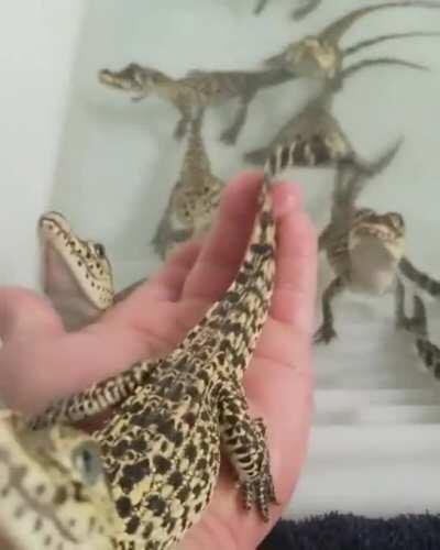 Baby Cuban Crocodiles who sound just like lasers