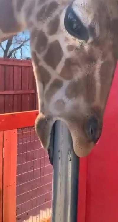 This Giraffe likes to suck