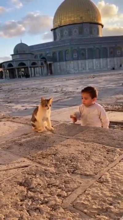 Seeing a Palestinian child shares his breakfast with a cat made my day