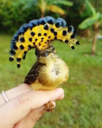 🔥 Peacock head looking bird