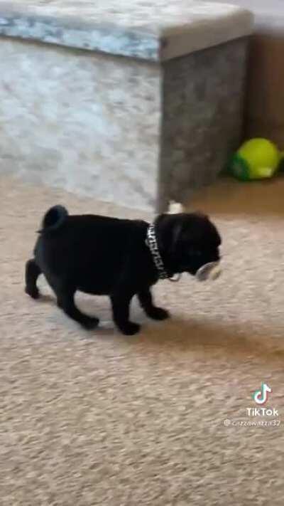 Yoda the pug stealing a dummy