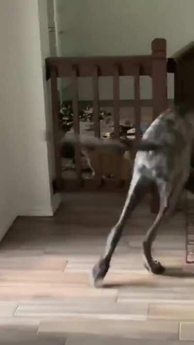 Cat lures playful dog into pet pen then shuts him in