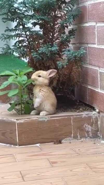 Here's a lil bunny enjoying his snack