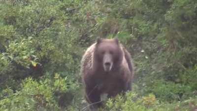 Grizzly running hundreds of feet in seconds