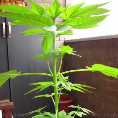 Growing a cannabis tree