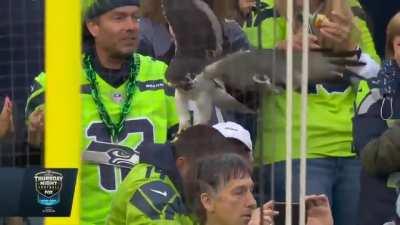 An actual seahawk lands on a Seahawks fan's head during the Rams/Seahawks game