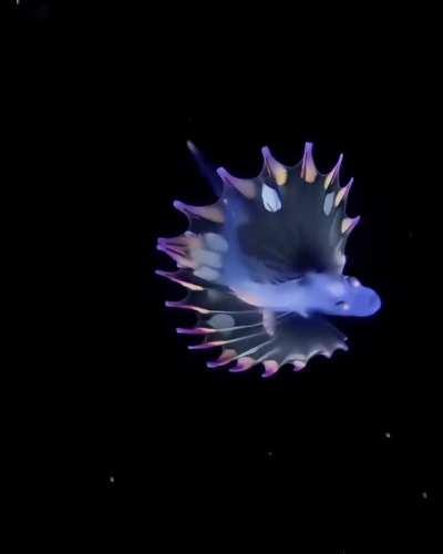 🔥 Rare footage of a Rainbow Tripod fish larva that seems extraterrestrial.