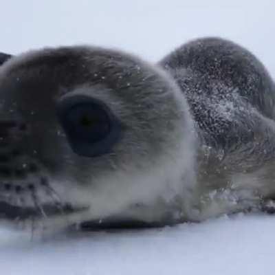 🔥 A Baby Seal checking out a Wildlife Photographer