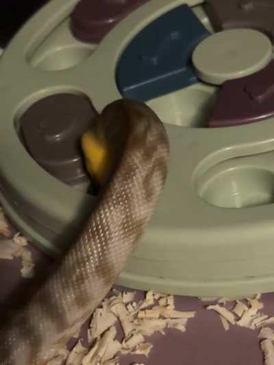 Sneks