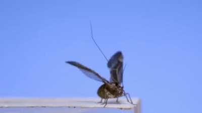 Flight of an insect captured on video at 3200 FPS