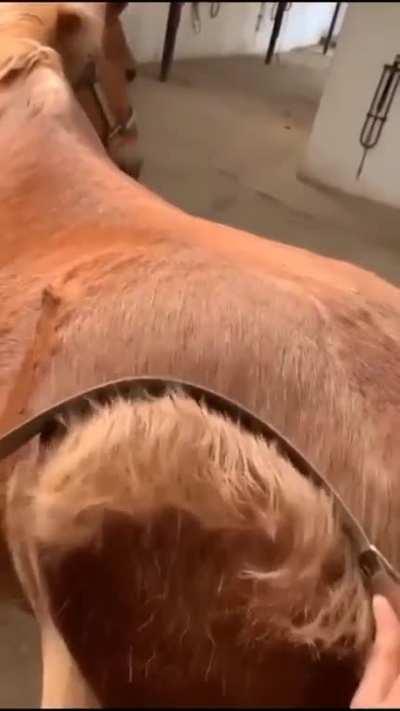 Combing a horse to help shedding its undercoat