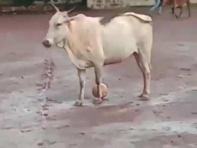 Cow playing football in India