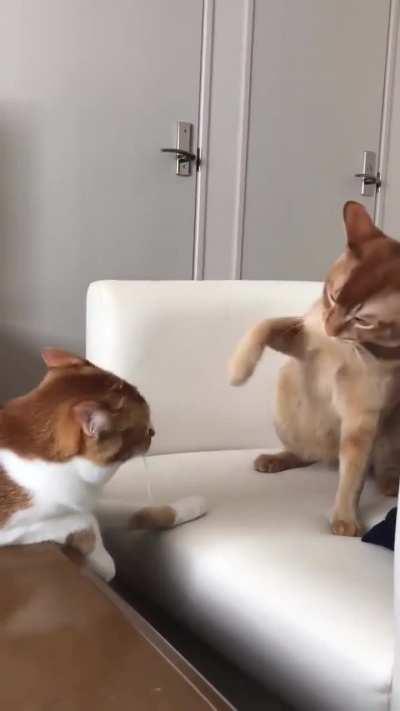 InHumAne Cat BOxInG bY IllEgaL CluB