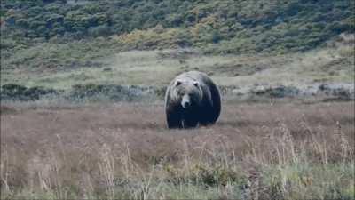 A 1000lb+ Kodiak bear