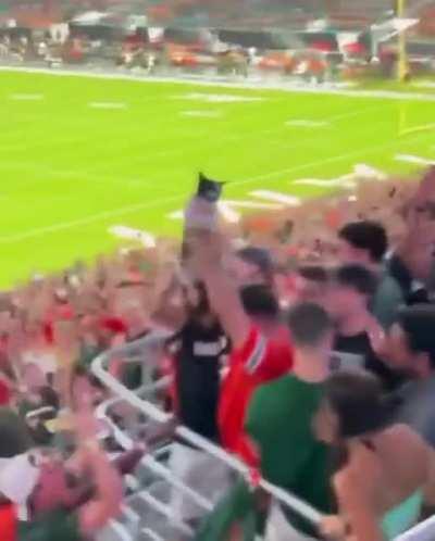 Fans Catch Falling Cat During UM Football Game