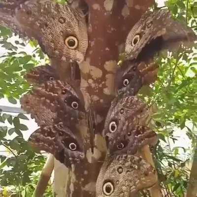 🔥 Giant owl butterflies.