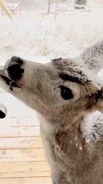 Gorgeous deer wanted to invite herself in