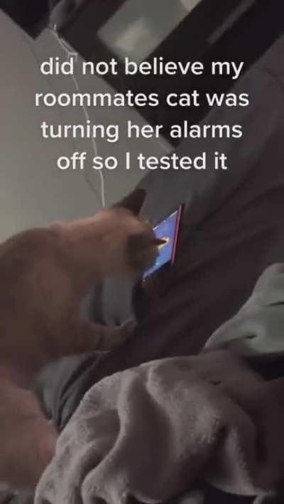 This cat is able to turn off phone alarms