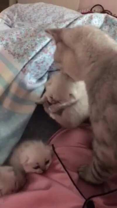 A mother cat bringing her kittens to her owner's bed as a sign of trust